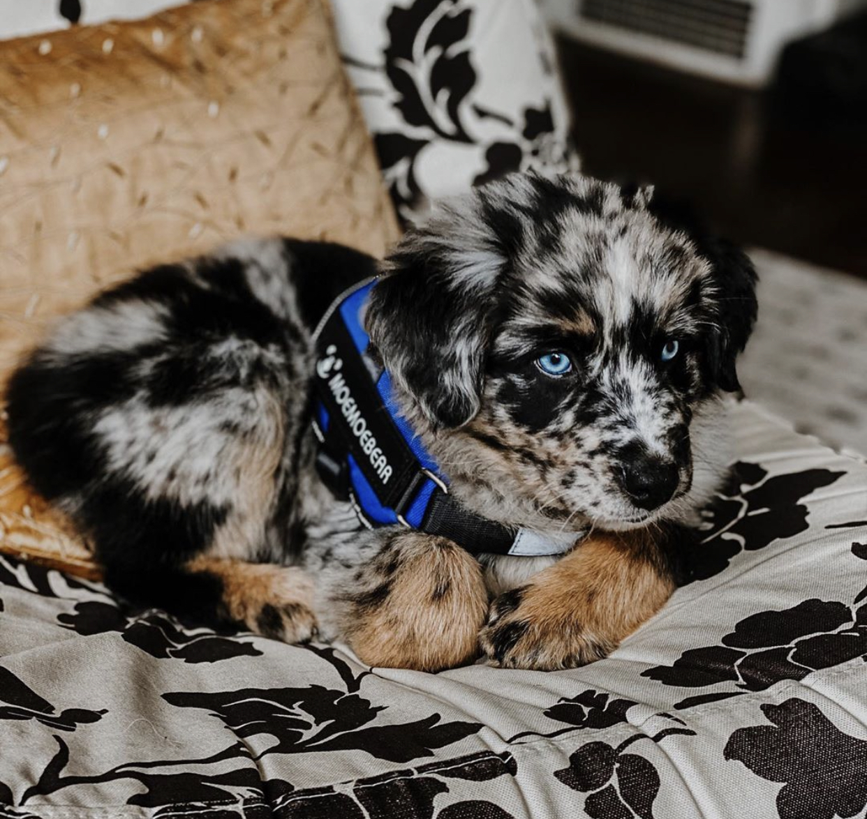 Bento Male ………