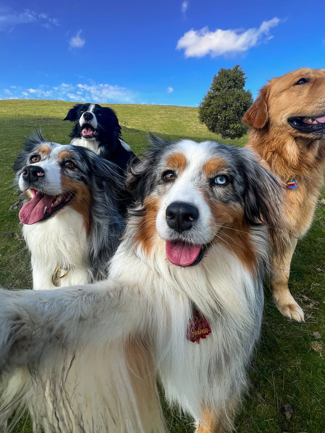 Happy International Dog Day 🫶🏽Swipe to see a few of the friends Sedona has made from Australia