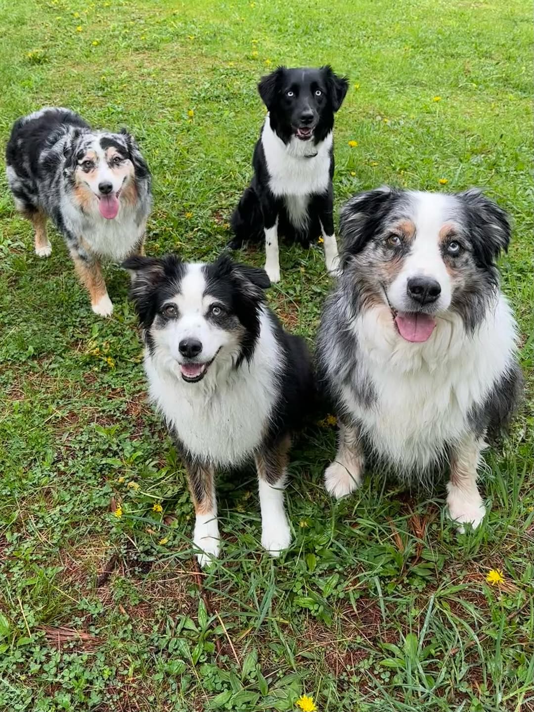 We have a few days off between training dogs so we got the whole pack (minus Ruby who is too fra